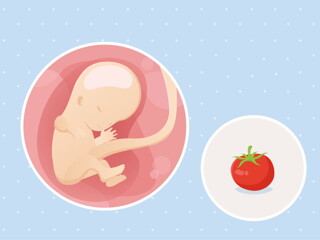 fetal development week 11