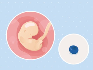 fetal development week 7