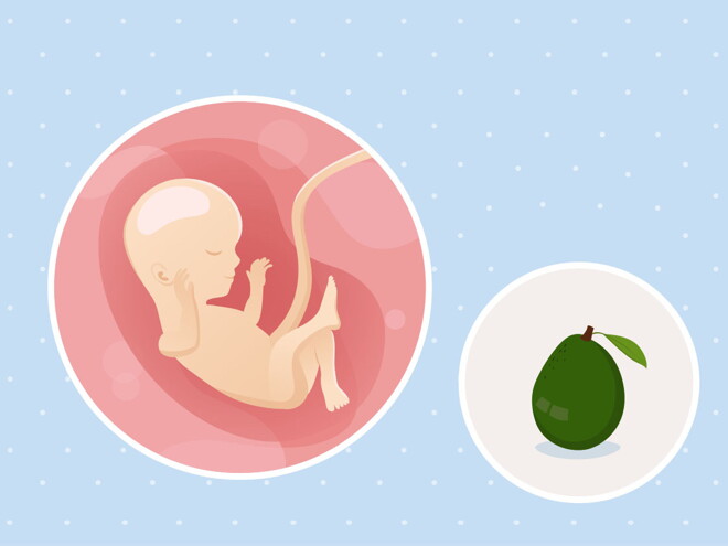 fetal development week 16