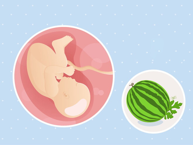 fetal development week 39